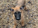 Chiots Berger Belge Malinois LOF à vendre