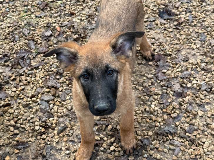 Chiots Berger Belge Malinois LOF à vendre