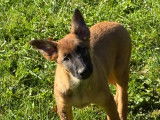 Chiots Berger Belge Malinois LOF à vendre
