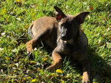 Chiots Berger Belge Malinois LOF à vendre