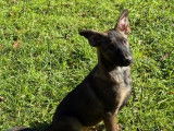 Chiots Berger Belge Malinois LOF à vendre
