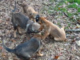 Chiots Berger Belge Malinois LOF à vendre