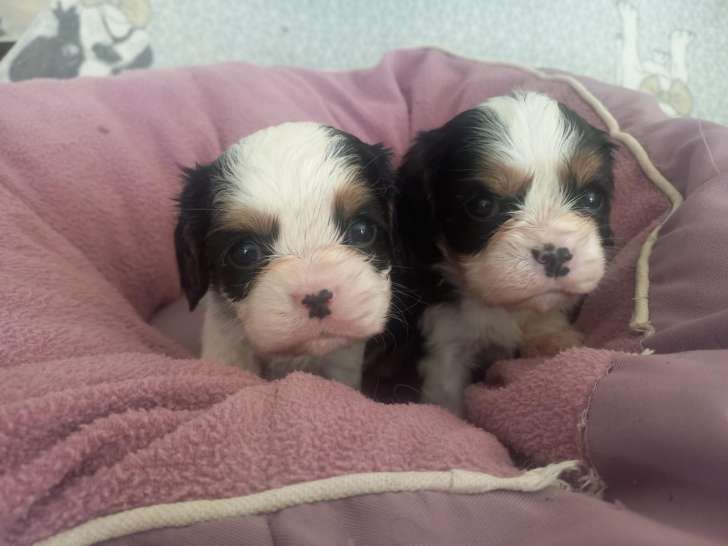 Magnifiques chiots Cavalier King Charles tricolore et blenheim à vendre