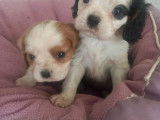 Magnifiques chiots Cavalier King Charles tricolore et blenheim à vendre