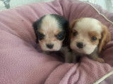Magnifiques chiots Cavalier King Charles tricolore et blenheim à vendre