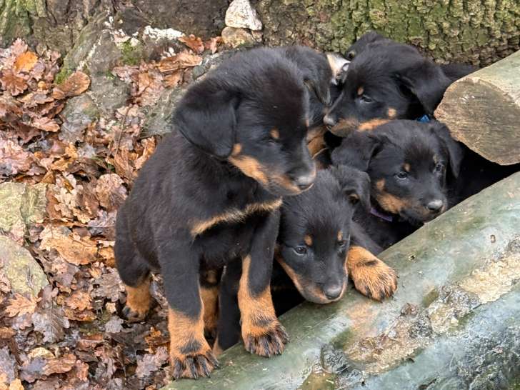 Chiots Beauceron (Berger de Beauce) LOF à réserver