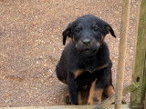 Chiots Beauceron (Berger de Beauce) LOF à réserver