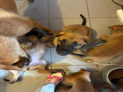 Chiots de race Berger Belge Malinois &agrave; vendre (1 femelle & 5 m&acirc;les)
