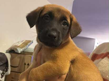 Chiots de race Berger Belge Malinois &agrave; vendre (1 femelle & 5 m&acirc;les)