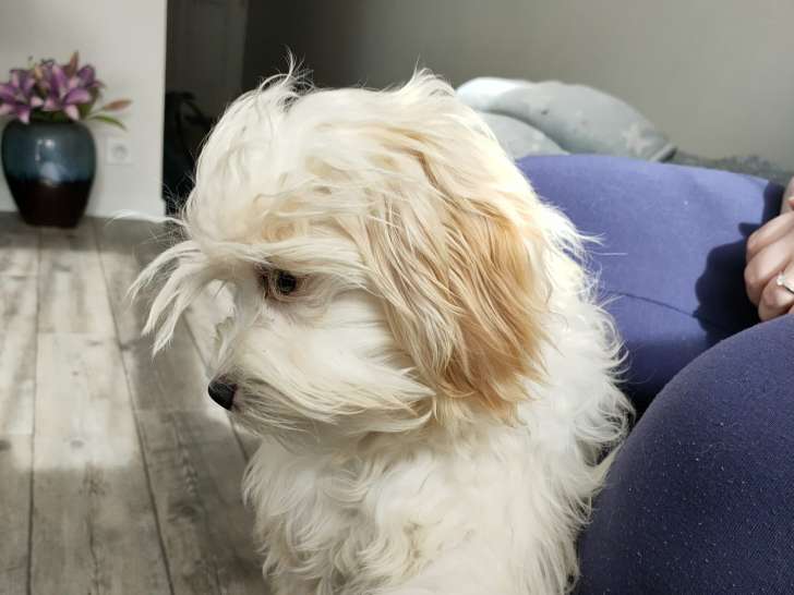 Propose mâle Petit Chien Lion LOF pour saillie