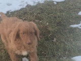 Chiot Goldendoodle à vendre