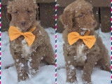 Chiot Goldendoodle à vendre