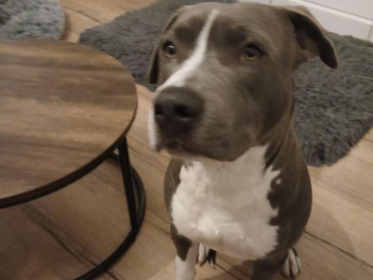 Chiot Amstaff de 6 mois à vendre