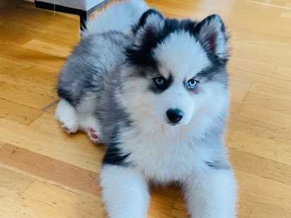 Femelle Pomsky F4 à vendre