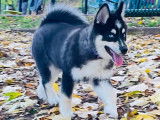 Femelle Pomsky F4 à vendre