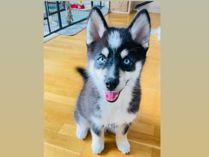 Femelle Pomsky F4 à vendre