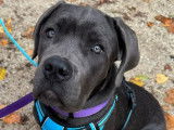 Femelle Cane Corso de 5 mois à vendre