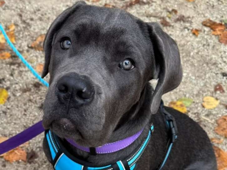 Femelle Cane Corso de 5 mois à vendre