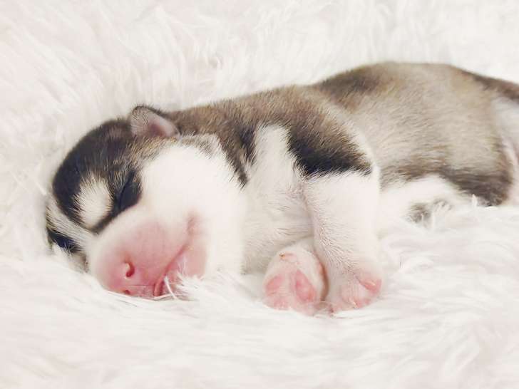 Chiots Pomsky F3+ à vendre