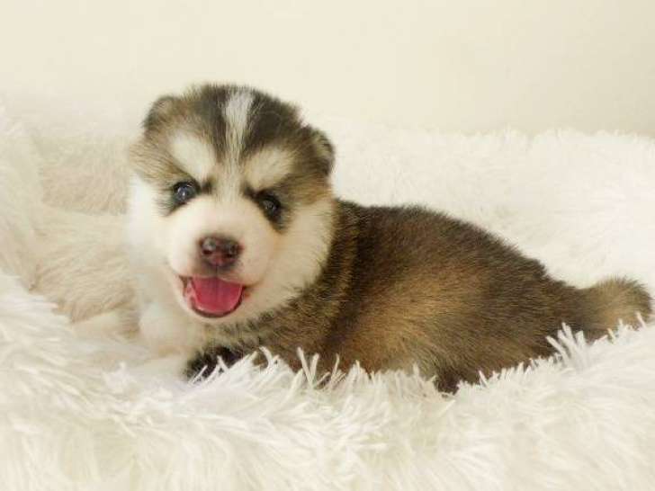 Aruba, mâle Pomsky F3+ disponible le 15 janvier.