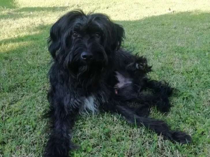 À adopter : chien d'un an