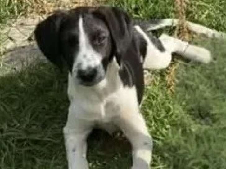 Disponible à l'adoption : chiot femelle de 4 mois