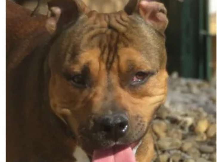 En attente d'adoption : chien Dogue bringé