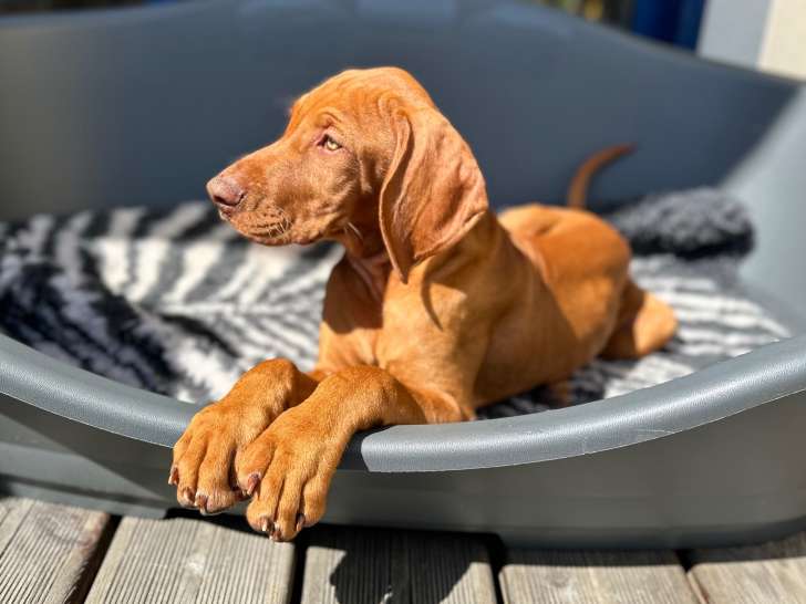 Chien adulte de race Vizsla à Poil Court Mâle à vendre