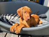 Chien adulte de race Vizsla à Poil Court Mâle à vendre