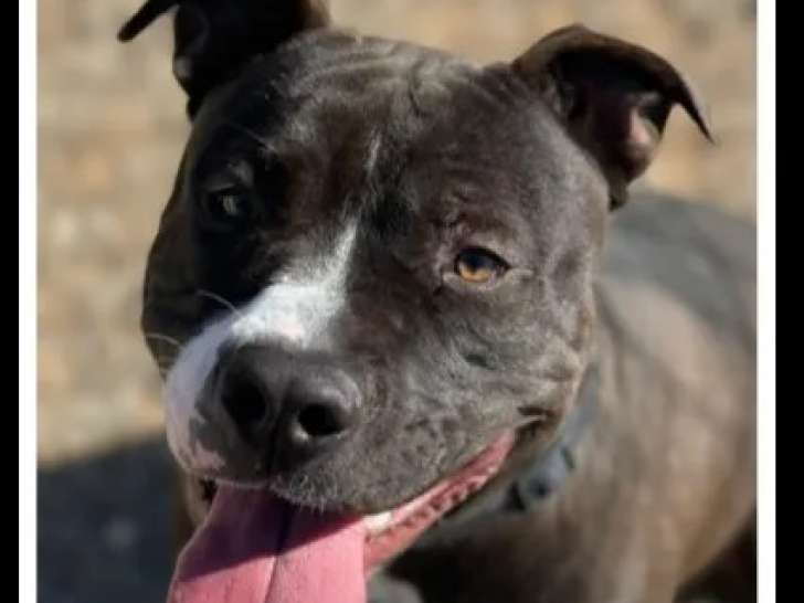 Prêt pour l'adoption : chien Dogue d’un an