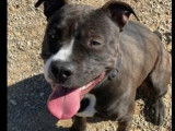 Prêt pour l'adoption : chien Dogue d’un an