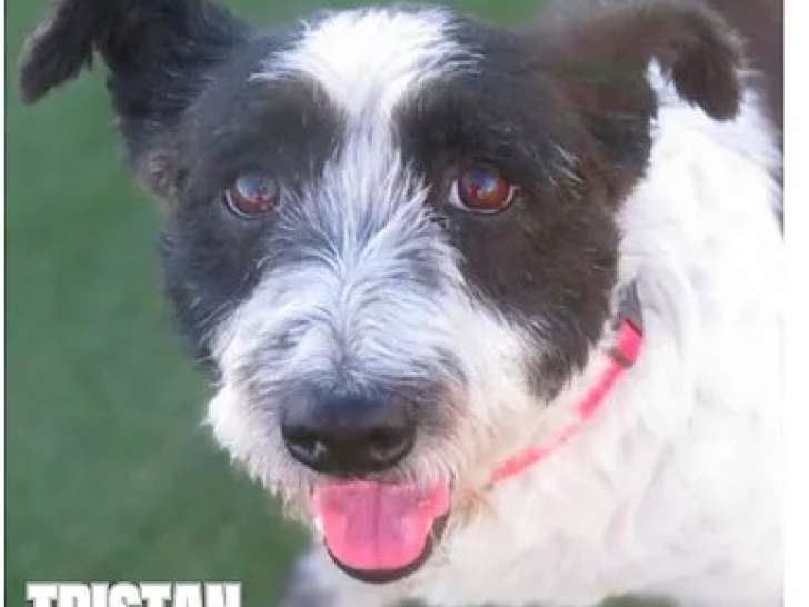 En attente d’un foyer : chien Teckel noir et blanc