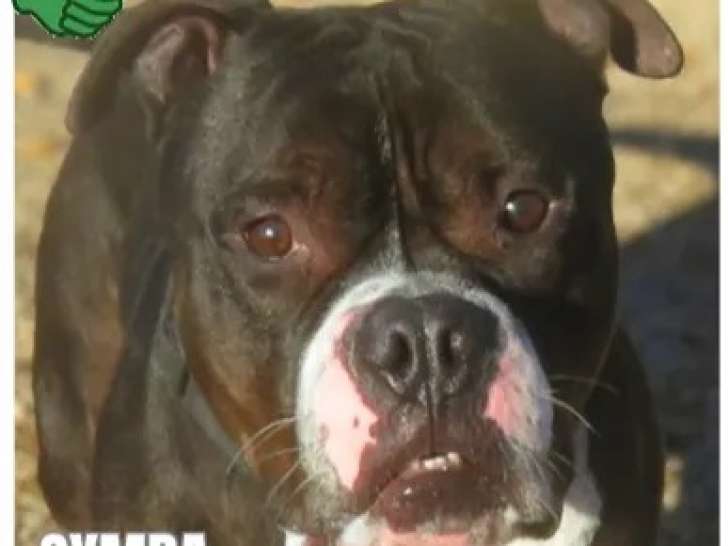 À accueillir : chien American Bully bringé
