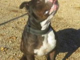 À accueillir : chien American Bully bringé
