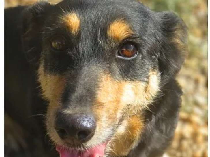 En quête d'un foyer : chienne Beauceron de 7 ans