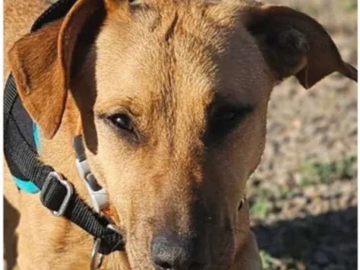 Adoption disponible : chienne Basset au pelage fauve