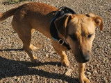 Adoption disponible : chienne Basset au pelage fauve
