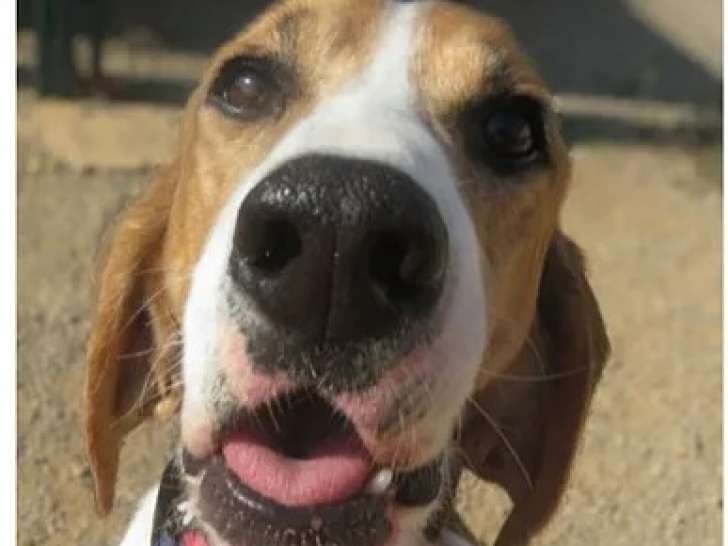 À la recherche d'un foyer : chien Anglo-français de Petite Vénerie tricolore