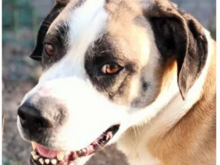 Chien American Bully de 4 ans à adopter