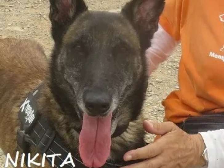Chienne Berger Malinois de 7 ans disponible à l'adoption