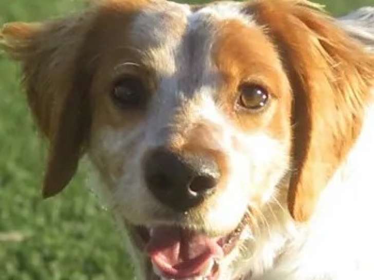 Chiot mâle Épagneul Breton de 7 mois en attente d'adoption