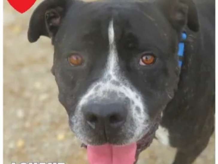 Chienne Cane Corso de 4 ans prête pour l’adoption