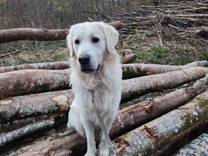 Golden Retriver adulte à vendre