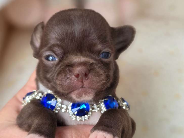 Chiots Chihuahua LOF à vendre