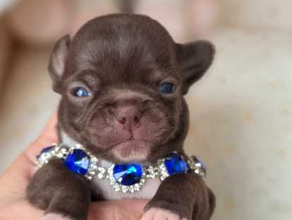 Chiots Chihuahua LOF à vendre