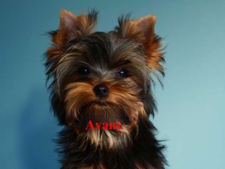 Adorables chiots de type Yorkshire à vendre