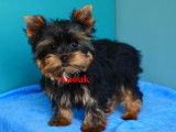 Adorables chiots de type Yorkshire à vendre