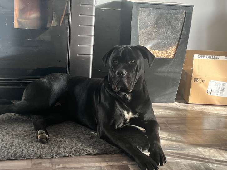 Mâle Cane Corso disponible pour saillie