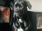 Mâle Cane Corso disponible pour saillie