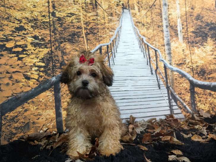 Chiot femelle Caniche toy bringée à vendre